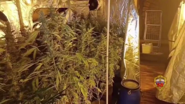 Конопляные кусты, найденные полицией