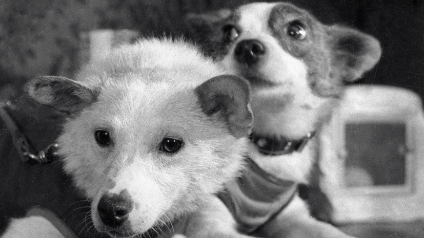 19 августа 1960-го: 65 лет назад собаки Белка и Стрелка успешно вернулись с орбиты
