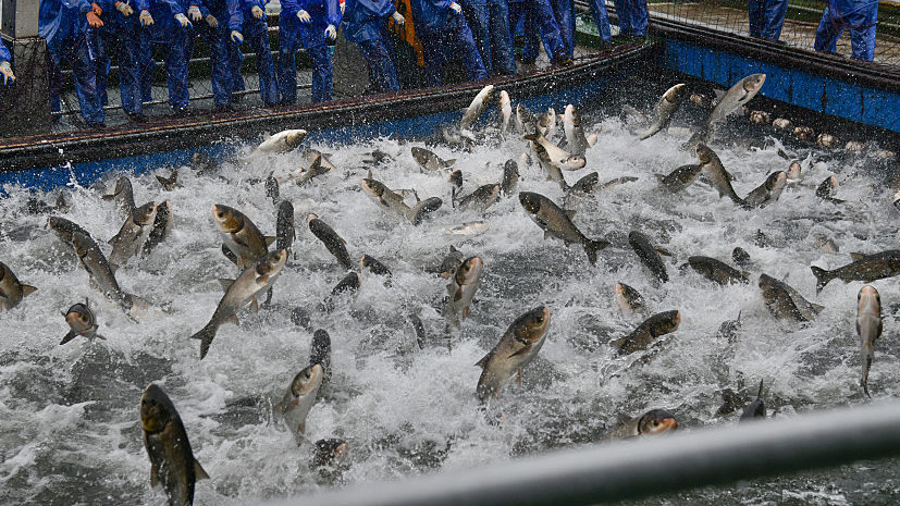 People: Трамп объявил войну азиатским карпам, захватившим Великие озёра