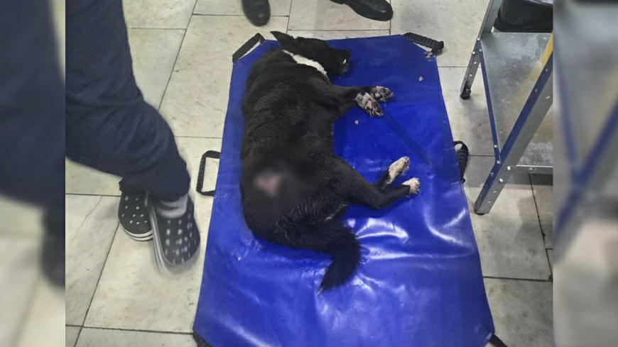 Собака после лечения