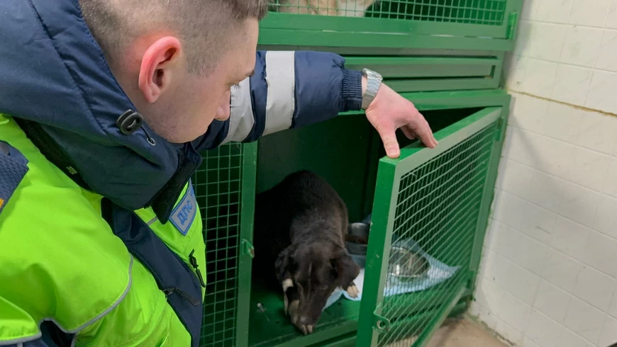 Собака после лечения