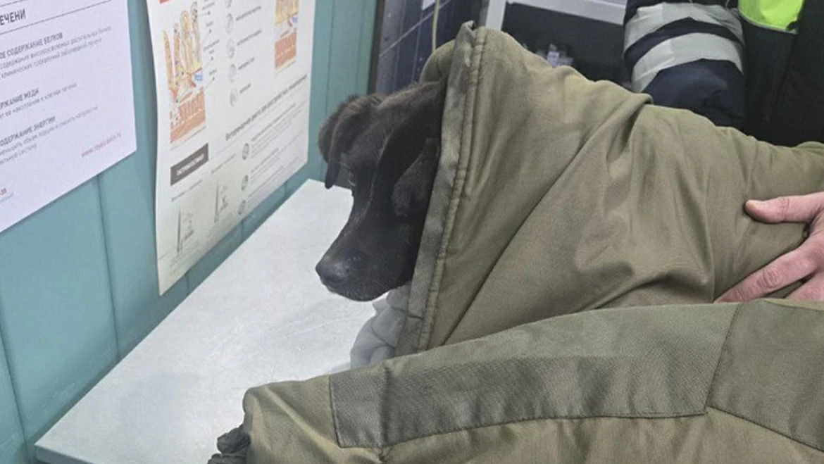 Собака с травмами на обочине дороги