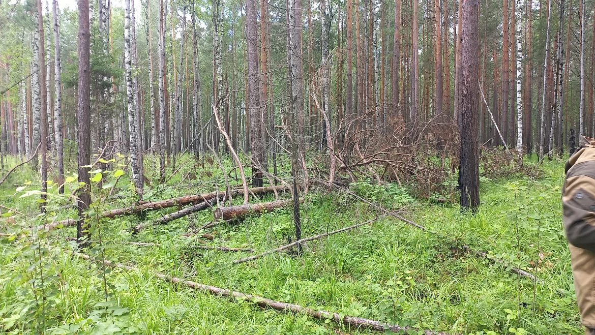 Бизнесмен из Красноярского края обвиняется в незаконной вырубке леса на сумму свыше 1,2 млн рублей
