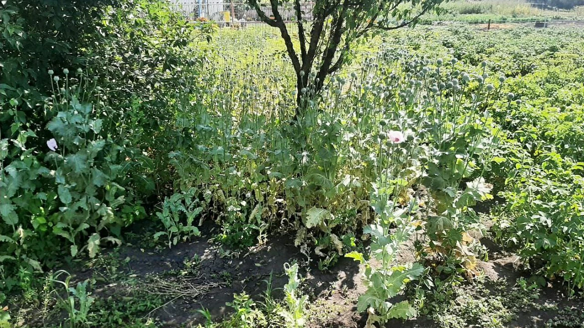 Задержание в Белгородской области