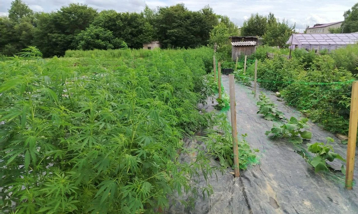 Женщина задержана за выращивание конопли